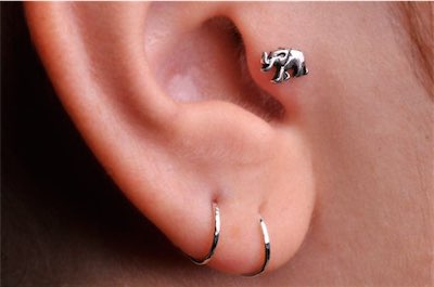 elephant tragus piercing